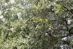 Prosopis cineraria